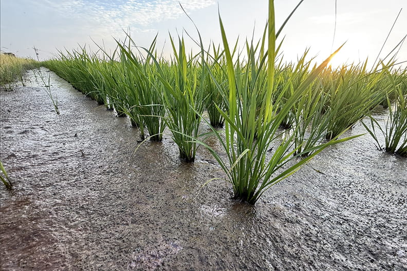 株式会社フェイガーの事業：水稲栽培における中干し期間の延長のイメージ画像です。